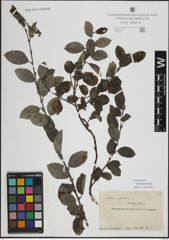 Foto von Salix myrsinifolia Salisb.